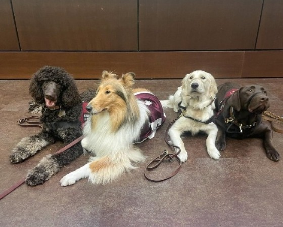 Four Dogs Posing for Picture