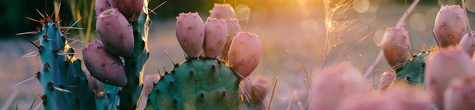 Cactus close up.