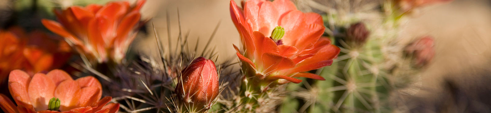 cactus flowers up close