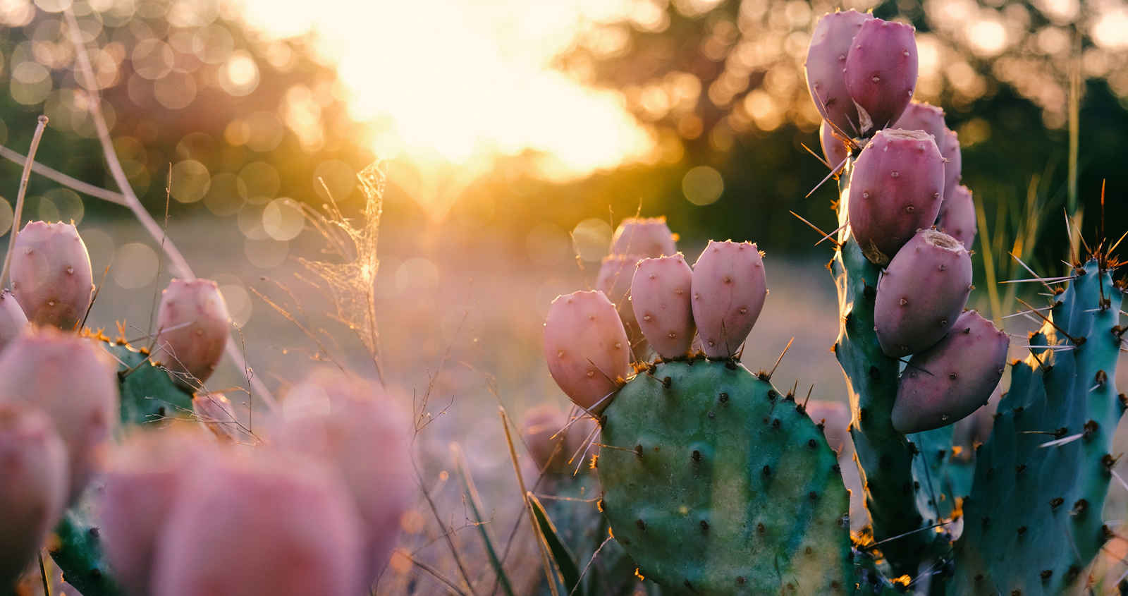 Cactus